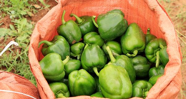 a red canvas bag sitting on a farm filled with large perfectly shaped green bell peppers  